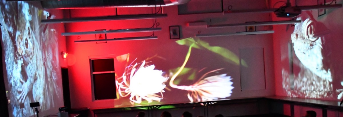 A darkened room with nocturnal wildlife projected across every wall, a night-blooming cereus opening across the central screen.